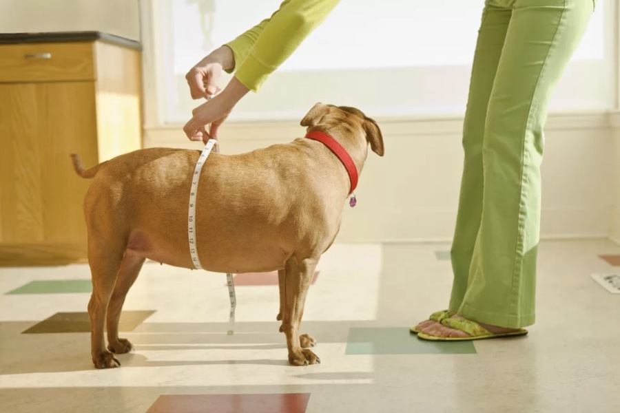 How Grooming Plays a Role in Managing Canine Obesity