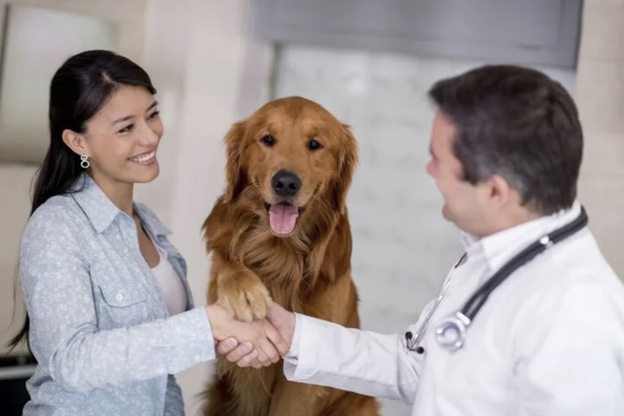 How Dubai’s Climate Impacts Orthopedic Health in Pets